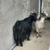 2عدد بز آبستن|حیوانات مزرعه|کاشان, لتحر|دیوار