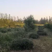 یونجه