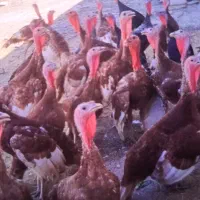 فروش بوقلمون|حیوانات مزرعه|رامهرمز, |دیوار