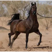 نریون عرب دوسروارداتی