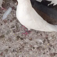 کفتر سفید گمشده