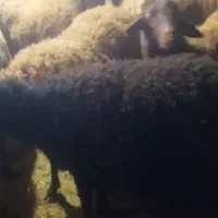 گوچ قره قزل|حیوانات مزرعه|ایجرود, |دیوار