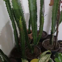 گلهای آپارتمانی|گل و گیاه طبیعی|اسالم, |دیوار