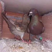 جفت سرخ پلاکی|پرنده|علیآباد کتول, |دیوار