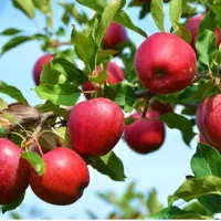 ریشه پرتقال تامسون|گل و گیاه طبیعی|ایلام, |دیوار