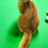 بریتیش نراصیل وارداتی گردن گیر