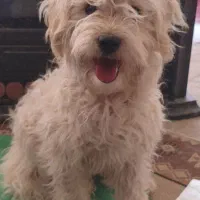 واگذاری توله ۵ماهه