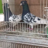 کبوتر کله ایی|پرنده|تهران, خرمشهر|دیوار