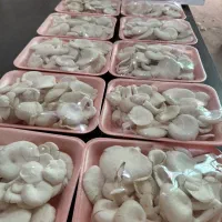 قارچ صدفی|خوردنی و آشامیدنی|کرج, عظیمیه|دیوار