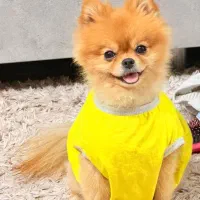 سگ پامر|سگ|کرمان, |دیوار