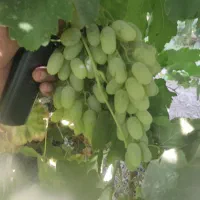 انگور ریش بابا