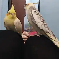 چفت عروس هلندی