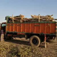 خرید چوب|خدمات باغبانی و درختکاری|شوشتر, |دیوار