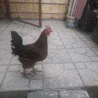 مرغ خانگی تخمگزار