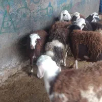 ۸عدد بره نر و ماده پلنگی|حیوانات مزرعه|بروجرد, |دیوار