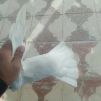 کفتر یا کبوتر|پرنده|شیراز, باغ تخت|دیوار