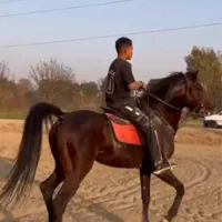 اسب نریون کرد عرب سیلمی