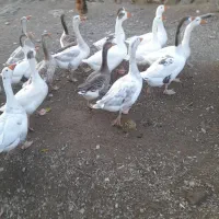 غاز طبیعی  محلی|حیوانات مزرعه|اردبیل, |دیوار