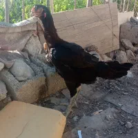 مرغ افغان کلنگی