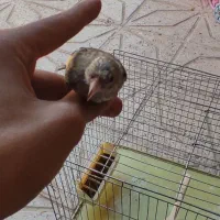 سهره جوجه قفس|پرنده|کرمانشاه, |دیوار