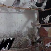 کبوتر تکپر|پرنده|فاضل آباد, |دیوار