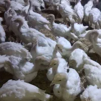 جوجه بوقلمون بـرنـزه و بـیـوتی درجه یک رسید