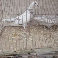 کفتر پرشی میخای بیا|پرنده|کاشان, طاهرآباد|دیوار