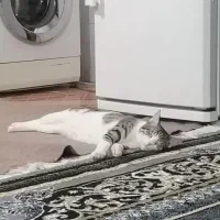 گربه دی اس اچ پرشین خوشگل