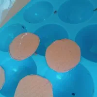 کاردرمنزل برش کارتن