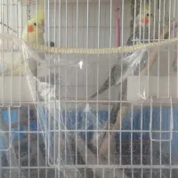 یه جفت عروس هلندی بالغ سالم