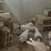 کفتر طوقی|پرنده|نیشابور, مازول|دیوار