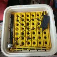 دستگاه جوجه کشی اتومات.مرغ خروس اردک بوقلمون پرنده|لوازم جانبی حیوانات|زاهدان, |دیوار