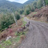 الاغ ماده همراه با بچه نر . (خر. اسب . قاطر|حیوانات مزرعه|لاهیجان, انقلاب|دیوار