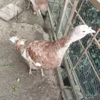 فروش چهار عدد بوقلمون بوربون|حیوانات مزرعه|رامسر, |دیوار