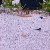 آکواریوم رملیس120سانتی