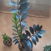 فروش گل|گل و گیاه طبیعی|شیروان (خراسان), |دیوار