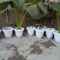 گل باباآدم بزرگ وکوچک|گل و گیاه طبیعی|گرگان, |دیوار