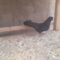 چند تا کبوتر