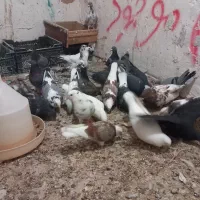 کبوتر جوجه بزرگ