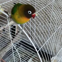 طوطی برزیلی|پرنده|سوسنگرد, |دیوار