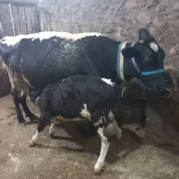 گاوشیری‌با‌گوساله‌ماده