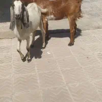 بزسرحال