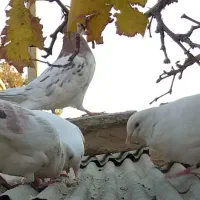 حیوانات مزرعه (کبوتر)|پرنده|خان ببین, |دیوار