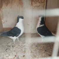 جفت کن و دو جفت شیرازی کلاهی