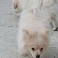 سگ پامر