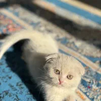 گربه اسکاتیش|گربه|شیراز, حافظیه|دیوار