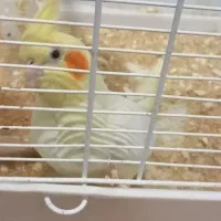 عروس هلندی ماده