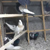 کبوتر رنگی|پرنده|مزرعه کتول, |دیوار