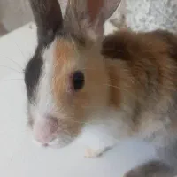 خرگوش