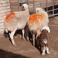 میش زاییده بره نر